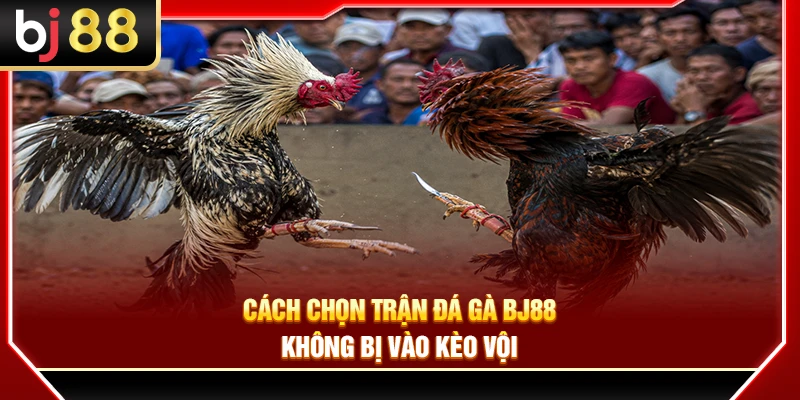 Cách Chọn Trận Đá Gà BJ88 Không Bị Vào Kèo Vội 3 Cách Chọn Trận Đá Gà BJ88 Không Bị Vào Kèo Vội