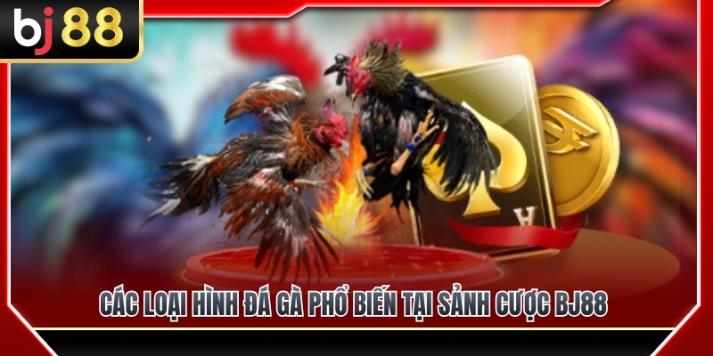 Cockfighting BJ88 3 Điểm danh các thể loại đá gà hot nhất tại sảnh cockfighting BJ88