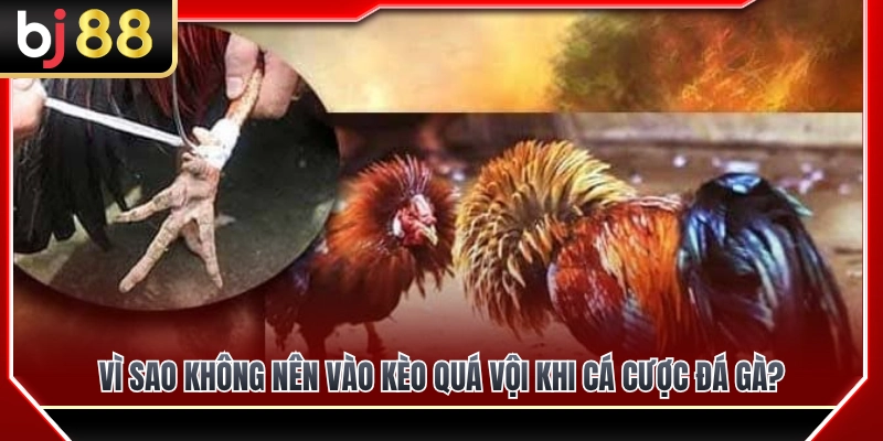 Cách Chọn Trận Đá Gà BJ88 Không Bị Vào Kèo Vội 2 Rủi ro của việc vào kèo quá sớm trong các trận đá gà trực tiếp