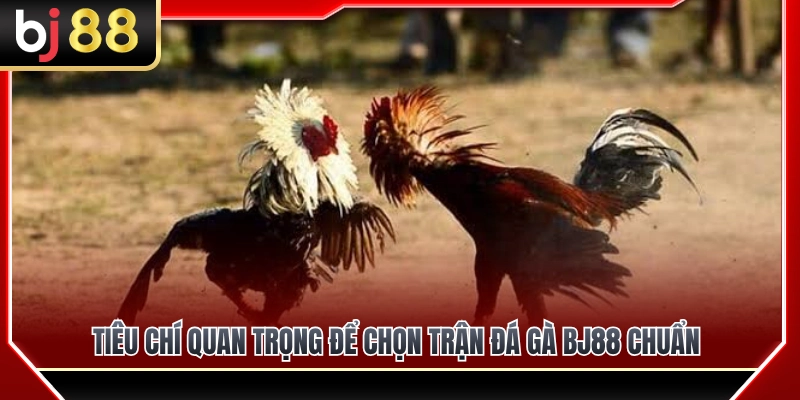 Cách Chọn Trận Đá Gà BJ88 Không Bị Vào Kèo Vội 3 Tiêu chí then chốt giúp bạn lựa chọn trận đá gà BJ88 chuẩn xác