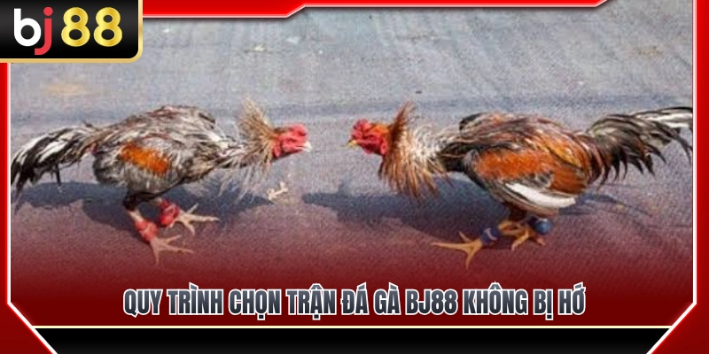 Cách Chọn Trận Đá Gà BJ88 Không Bị Vào Kèo Vội 4 Các bước lựa chọn trận đá gà BJ88 chuẩn chỉnh
