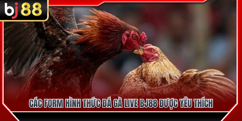 Đá Gà Live BJ88 – Theo Dõi Diễn Biến Trận Đấu Theo Thời Gian Thực 3 Tổng hợp hình thức đá gà live BJ88 được ưa chuộng nhất