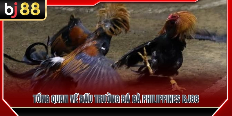 Đá Gà Philippines BJ88 – Dòng Trận Được Nhiều Người Quan Tâm 2 Giới thiệu tổng quan về đấu trường đá gà Philippines BJ88