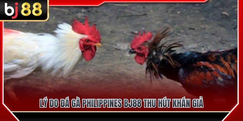 Đá Gà Philippines BJ88 – Dòng Trận Được Nhiều Người Quan Tâm 3 Yếu tố tạo nên sức hấp dẫn khó cưỡng của đá gà Philippines BJ88