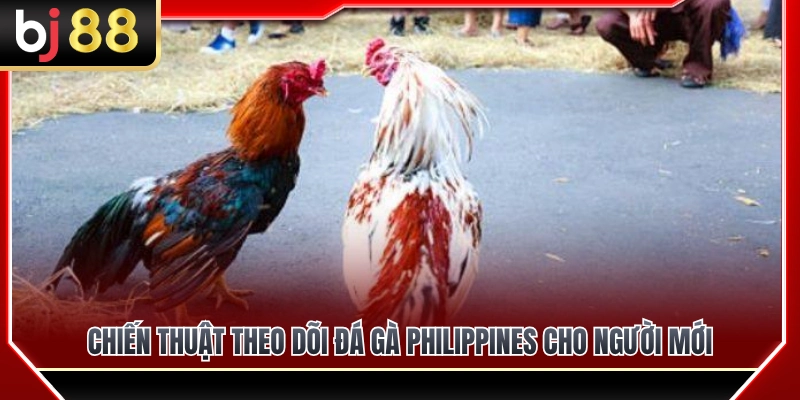 Đá Gà Philippines BJ88 – Dòng Trận Được Nhiều Người Quan Tâm 4 Phương pháp quan sát đá gà Philippines chuẩn xác dành cho tân thủ
