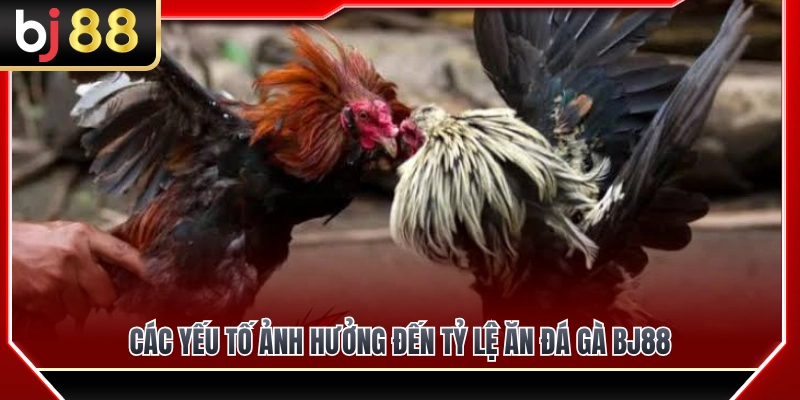 Tỷ Lệ Ăn Đá Gà BJ88 – Cách Hiểu Biến Động Kèo Trước Giờ Đấu 3 Những yếu tố quyết định sự thay đổi của tỷ lệ ăn đá gà BJ88